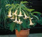 Brugmansia, gele kelkbloemen, Tuin en Terras, Halfschaduw, Zomer, Overige soorten, Ophalen