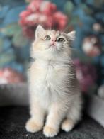 Prachtige Britse Kortharen kittens, Dieren en Toebehoren, Katten en Kittens | Raskatten | Korthaar, Meerdere dieren, Gechipt