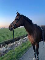 Fraaie merrie, Dieren en Toebehoren, Paarden, Merrie, Met stamboom, Dressuurpaard, 7 tot 10 jaar