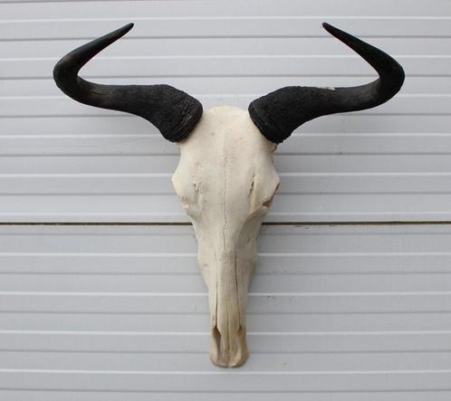 Schedel GNU / WILDEBEEST - met kiezen - gewei (ref. K), Verzamelen, Dierenverzamelingen, Gebruikt, Schedel, Wild dier, Ophalen of Verzenden
