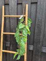 Prachtige kunst hangplant nieuw, Huis en Inrichting, Ophalen of Verzenden, Nieuw