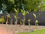 bananenplanten 3 soorten (winterhard), Volle zon, Vaste plant, Zomer, Ophalen