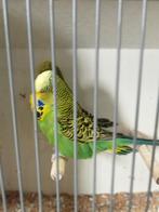 Gezocht diverse parkieten, Dieren en Toebehoren, Vogels | Parkieten en Papegaaien, Meerdere dieren, Parkiet