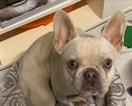 Franse bulldog teef super lief, Dieren en Toebehoren, Honden | Bulldogs, Pinschers en Molossers, Particulier, Rabiës (hondsdolheid)