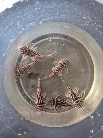 L46 (Hypancistrus Zebra) mannen te koop beschikbaar voor biedingen