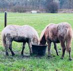 Gezocht weide Tilburg, Dieren en Toebehoren, Stalling en Weidegang, 2 of 3 paarden of pony's, Weidegang