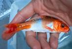 Hele mooie rode koi, doitsu, Dieren en Toebehoren, Karper of Koi