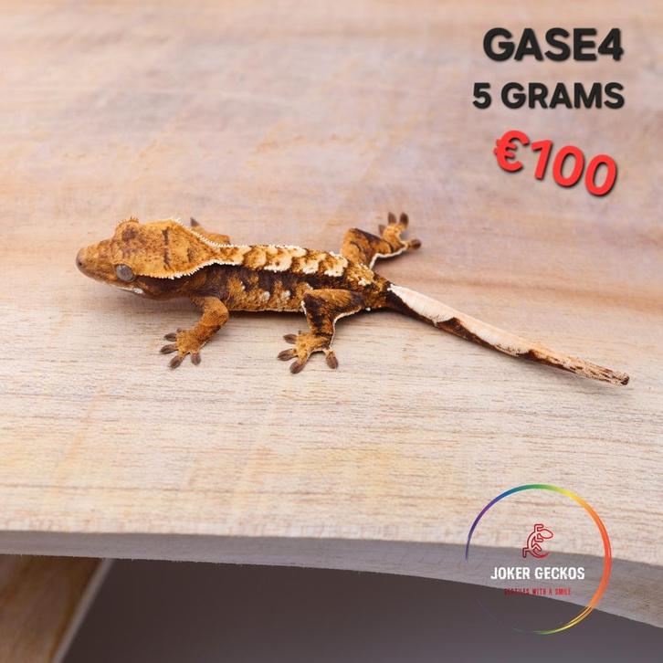 Wimpergekko Correlophus ciliatus JOKERGECKOS