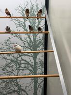 Muskaat vink stel 1-1, Meerdere dieren, Tropenvogel