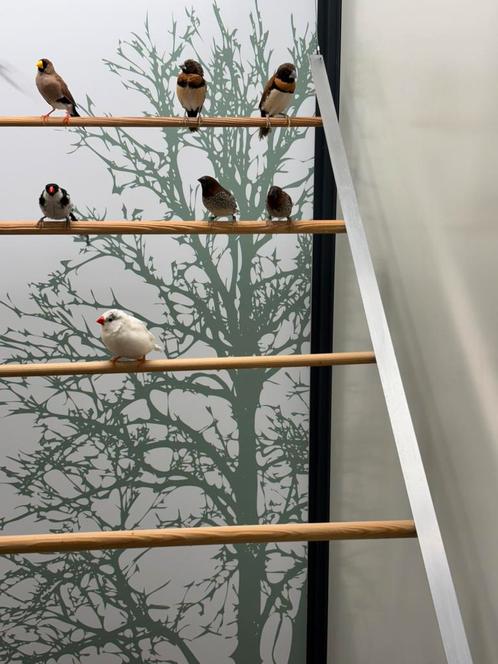 Muskaat vink stel 1-1, Dieren en Toebehoren, Vogels | Overige Vogels, Tropenvogel, Meerdere dieren