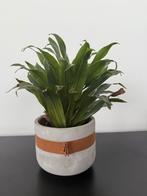 Plant, Ophalen of Verzenden, Overige soorten, Minder dan 100 cm