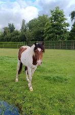 Bonte 3 jarige ruin, Dieren en Toebehoren, Ruin, 3 tot 6 jaar, Recreatiepony, Gechipt
