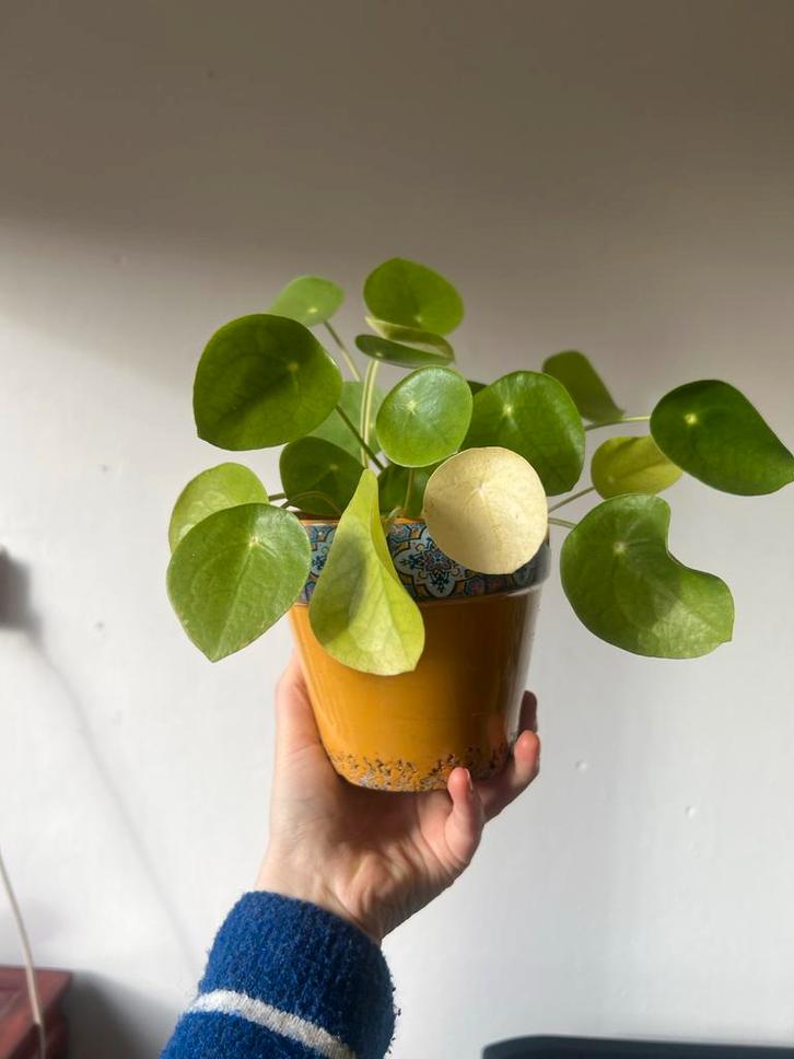 Pannenkoekenplant in sierpot, Huis en Inrichting, Kamerplanten, Overige soorten, Minder dan 100 cm, Groene kamerplant, Halfschaduw
