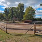 Weidegang voor 2 shetlanders (valkenswaard), Weidegang, 2 of 3 paarden of pony's