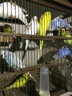 Grasparkieten onverwant koppels €20,- per koppel, Dieren en Toebehoren, Vogels | Parkieten en Papegaaien