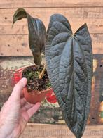 Anthurium Queen of Hearts p12 (4)