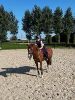 Lieve bixie/dressuur pony, Dieren en Toebehoren, Pony's, Merrie, Gechipt, Dressuurpony, 11 jaar of ouder
