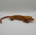 Bewezen confetti wimpergekko / crested gecko 1.0 kweekman, Dieren en Toebehoren, Hagedis, 3 tot 6 jaar