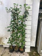 Hedera hibernica 110/120 cm, Vaste plant, Ophalen of Verzenden, Bloeit niet, Halfschaduw