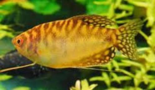 Dwerg gourami, honig gourami, nergens meer keus!, Dieren en Toebehoren, Vissen | Aquariumvissen, Vis