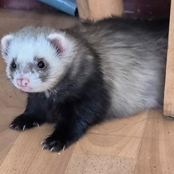 2 fretten ram beschikbaar voor biedingen
