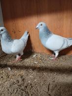 Mooi koppel kleur postduiven, Dieren en Toebehoren, Vogels | Duiven, Meerdere dieren, Postduif