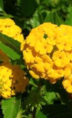 Wisselbloem 'New gold' (Lantana depressa), Ophalen of Verzenden, Zomer, Overige soorten, Volle zon