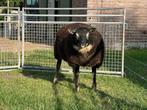 Te koop: Best ontwikkelde Dassenkop dekram, Dieren en Toebehoren, Schapen, Geiten en Varkens, Mannelijk, Schaap, 0 tot 2 jaar