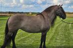 Mooie en lieve kruising FriesxFjord, Dieren en Toebehoren, Paarden, Merrie, Minder dan 160 cm, Gechipt, 3 tot 6 jaar