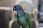 Pionus Menstruus en Bronsvleugel | makkelijk te trainen, Dieren en Toebehoren, Meerdere dieren, Papegaai, Pratend
