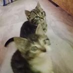 kruising Ragdoll kittens mogen verhuizen, Dieren en Toebehoren, Katten en Kittens | Overige Katten, Meerdere dieren, Kortharig