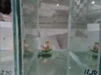 Betta splendens super delta kempvis man, Vis, Zoetwatervis