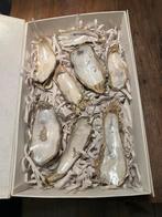 Lot van 8 parelwitte oesterschelpen oesters Koopje! #2, Hobby en Vrije tijd, Knutselen, Nieuw, Ophalen of Verzenden