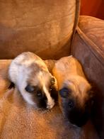 Gratis 2 gecastereerde cavia mannetjes, Mei, Mannelijk, Cavia