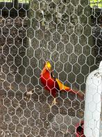 Goudfazant haan, Dieren en Toebehoren, Pluimvee, Mannelijk, Kip