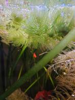 Aquarium plant, Dieren en Toebehoren, Ophalen, Zo goed als nieuw, Plant(en), Steen of Hout