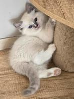 Zeer mooie ragdoll kittens met stamboom uit geteste ouders!!, Meerdere dieren, Gechipt