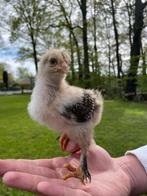 Brahma Goudpatrijs hanen kuikens, Dieren en Toebehoren, Pluimvee, Kip, Mannelijk