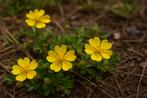 De Voorjaarsganzerik (Potentilla verna), Ophalen, Bodembedekkers, Volle zon, Vaste plant