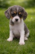 Prachtige Cavalier King Charles Spaniel x kruising puppy’s, Dieren en Toebehoren, Overige rassen, CDV (hondenziekte), 8 tot 15 weken