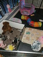 Mini australian merle labradoodle pups 35/ 40 cm., Overige rassen, 8 tot 15 weken, Meerdere dieren, Eén hond