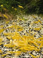 Yellow Neon Fire (gele) garnalen | Neocaridina, Kreeft, Krab of Garnaal, Zoetwatervis