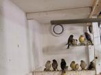 Kanaries te koop, Dieren en Toebehoren, Vogels | Kanaries, Meerdere dieren, Kleurkanarie