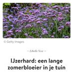 Verbena ijzerhard en vrouwenmantel, Tuin en Terras, Planten | Tuinplanten, Ophalen, Zomer, Tweejarig, Volle zon