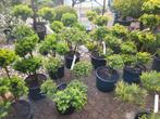 Ilex en taxus vormsnoei, Tuin en Terras, Planten | Struiken en Hagen, Ophalen, Taxus, Minder dan 100 cm