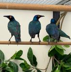 Purperglansspreeuw te koop, Meerdere dieren, Tropenvogel, Geringd