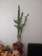 Cactus, Volle zon, Vaste plant, Bloeit niet, Ophalen