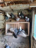 Mooie bonte sierduiven, Meerdere dieren, Overige soorten