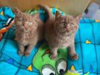 Cinnamon latent DBE ) dominant Bleu eyes, Dieren en Toebehoren, Katten en Kittens | Raskatten | Korthaar, Meerdere dieren, Gechipt