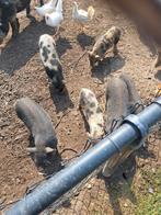 Mini varkens te koop, Dieren en Toebehoren, Schapen, Geiten en Varkens, Meerdere dieren, Varken, 0 tot 2 jaar